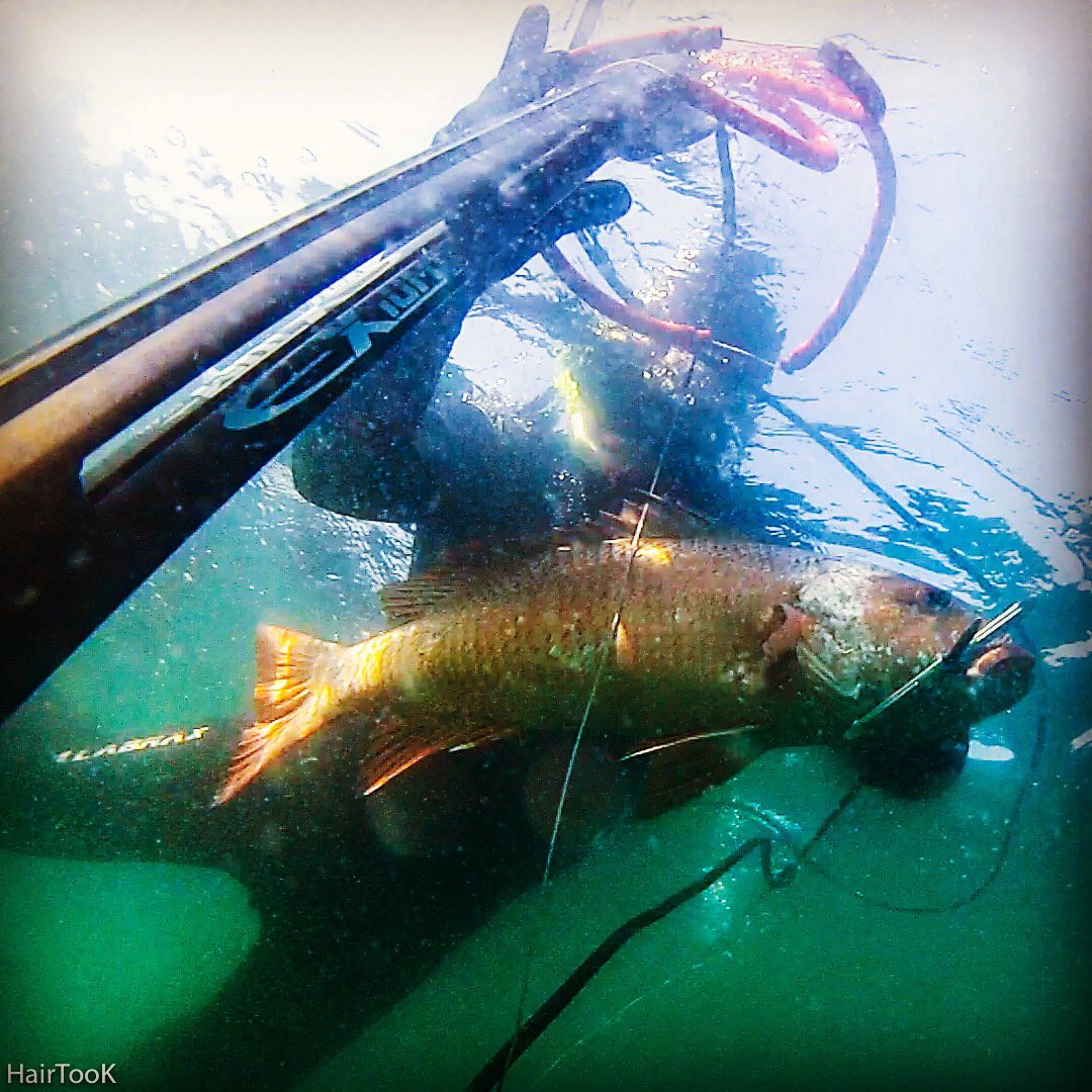 HairTooK's tweet photo. 🐟 Superbe souvenir du #Mexique ‼️#Fishing #Spearfishing #Snaper #redsnaper #mexico #baja #lapaz #Epsealon #Exium #firestorm https://t.co/1l5mxBpE71