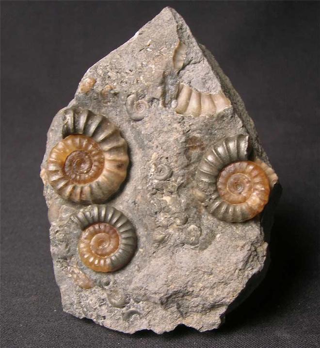 ForeshoreFossil's tweet image. Lovely Treble Promicroceras Planicosta - Beautiful Piece (Black Ven, Lyme Regis, Dorset) 0239:

foreshorefossils.com/product/lovely…

#LoveFossils