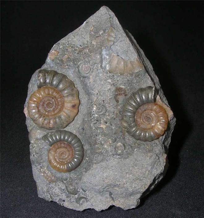 ForeshoreFossil's tweet image. Lovely Treble Promicroceras Planicosta - Beautiful Piece (Black Ven, Lyme Regis, Dorset) 0239:

foreshorefossils.com/product/lovely…

#LoveFossils
