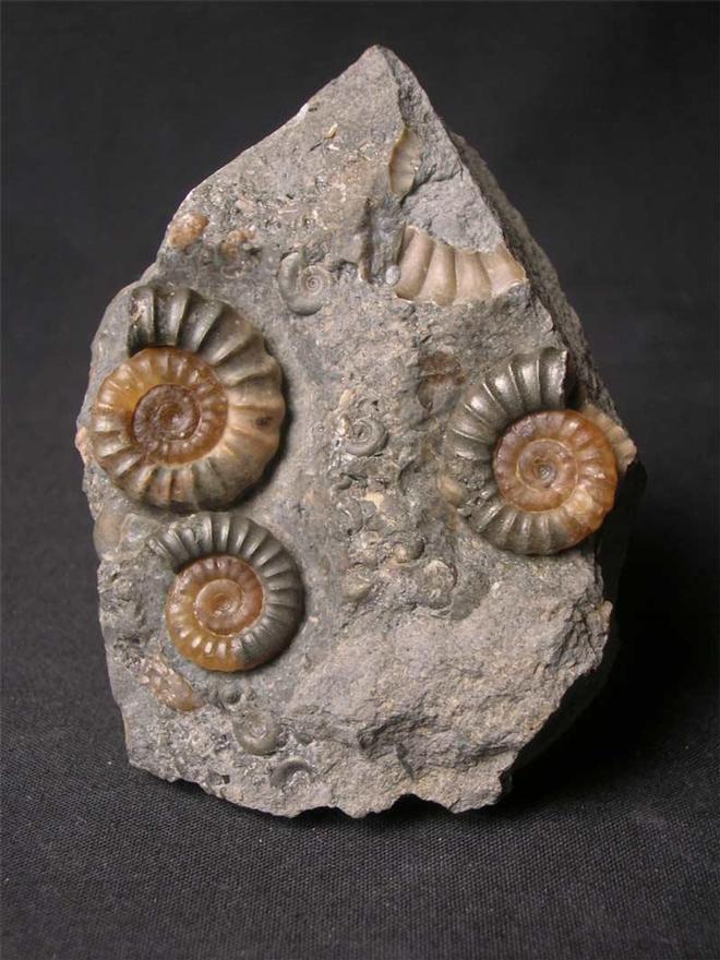 ForeshoreFossil's tweet image. Lovely Treble Promicroceras Planicosta - Beautiful Piece (Black Ven, Lyme Regis, Dorset) 0239:

foreshorefossils.com/product/lovely…

#LoveFossils