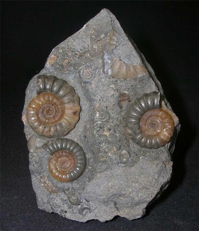 ForeshoreFossil's tweet image. Lovely Treble Promicroceras Planicosta - Beautiful Piece (Black Ven, Lyme Regis, Dorset) 0239:

foreshorefossils.com/product/lovely…

#LoveFossils