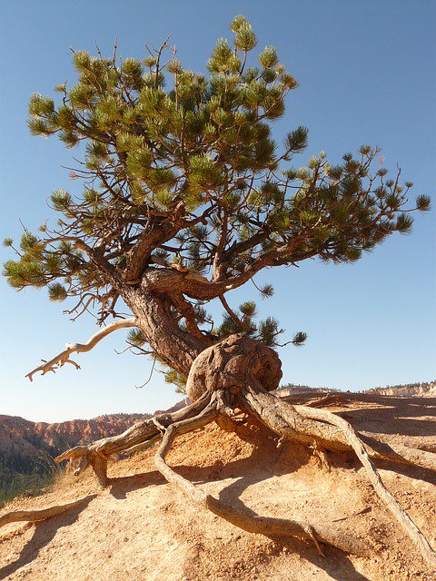 sunideamusic's tweet photo. Photo By LoggaWiggler | Pixabay 
 #tree #root #treeroot #drought #farming https://t.co/U7wg0r33Iu