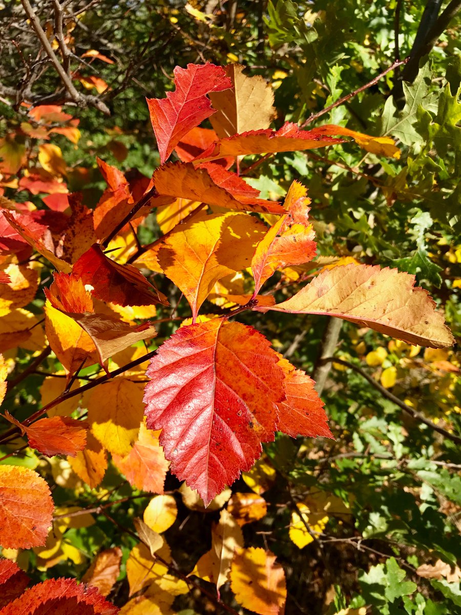 Some autumn colour