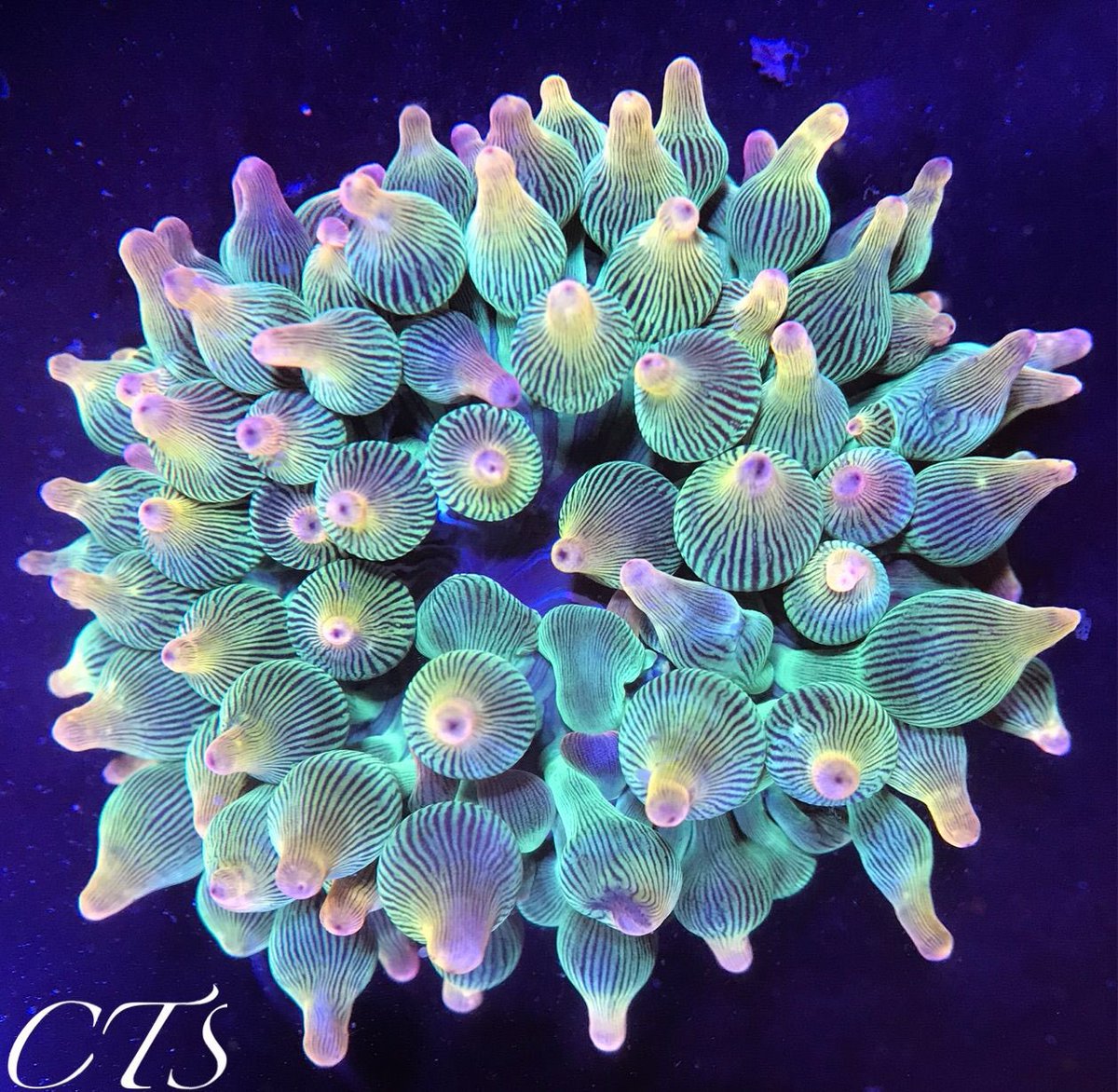 公式 Create The Sea クリエイトザシー 激美イソギンチャク多数入荷 どの個体も状態は良さそうです サンゴイソギンチャク ウルトラレッド グリーンマルチカラー センジュイソギンチャクホワイトカラーが入荷しました サンゴイソギンチャクレッド 公式 Create The Sea クリエイトザシー 激美イソギンチャク多数入荷 どの個体も状態は良さそうです サンゴイソギンチャク ウルトラレッド グリーンマルチカラー センジュイソギンチャクホワイトカラーが入荷しました サンゴイソギンチャクレッド
