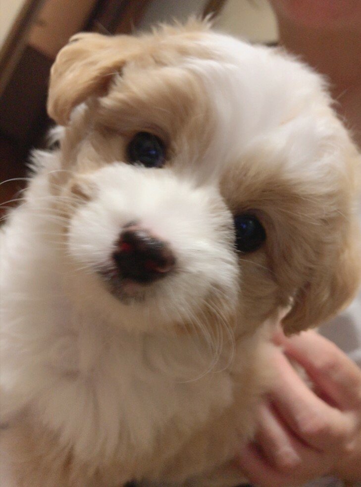 まぁーくん🐾 tweet media