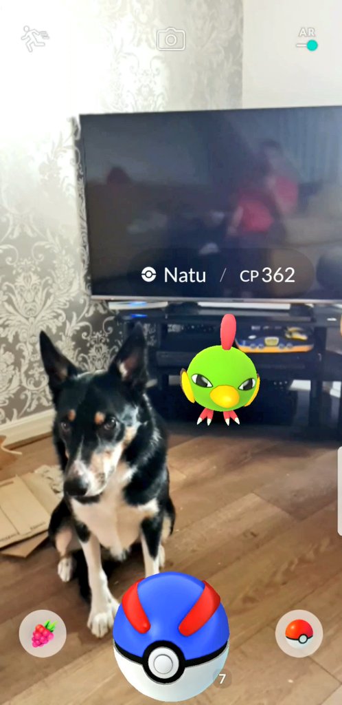 mkenrick's tweet photo. Challenged to a game of Pokemon Stadium on the Pikachu '64. Contestants: my dog and a Natu. Bring it on #PokemonGOcontest https://t.co/9BITzxf1XC