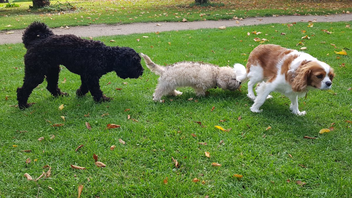 BarneyBorder's tweet photo. Hum. My "sister" Gracie is rockin' MY park https://t.co/FTwK4EdmbO