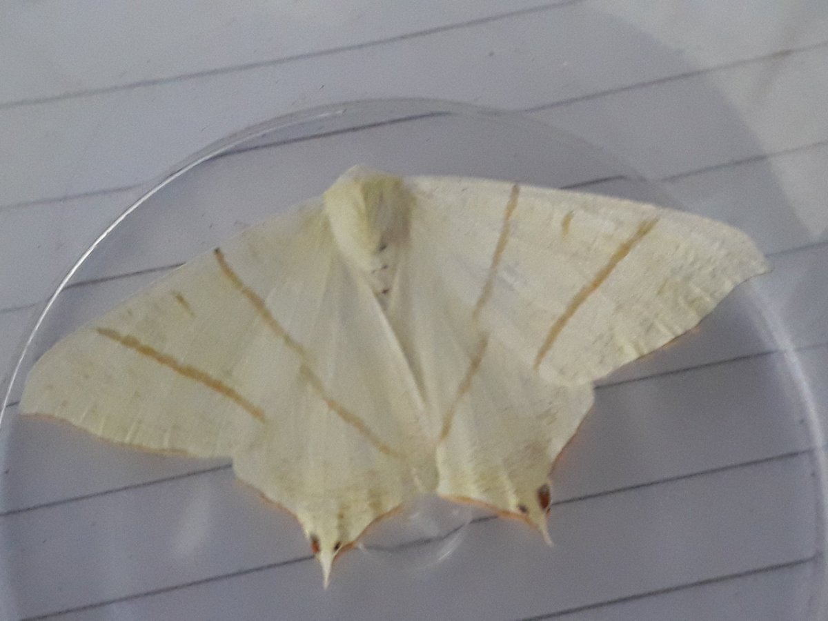 AliBourne13's tweet photo. Despite promising conditions last night didn't really deliver. 26 of 12, the best being this late Swallow-tailed Moth #teammoth https://t.co/iZgsJ0R5qY