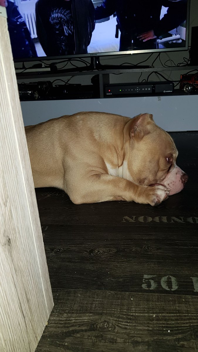 City Rocker Bullyz Dunkelmelanie Twitter