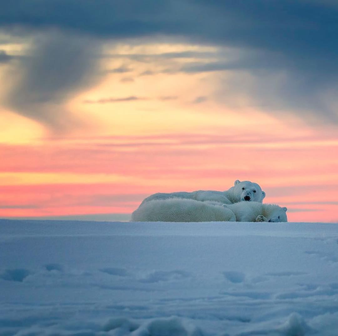 Polar bear family, by Tin Man Lee