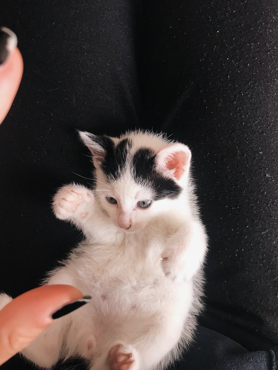 NEPHILILY's tweet photo. voleva il mio dito🐱 https://t.co/fHyb0ZFtrV
