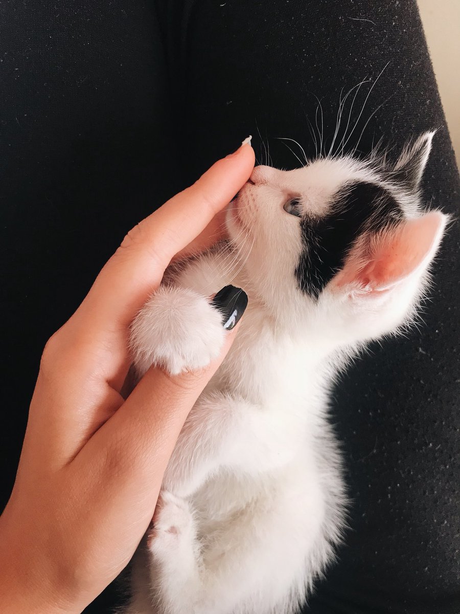 NEPHILILY's tweet photo. voleva il mio dito🐱 https://t.co/fHyb0ZFtrV