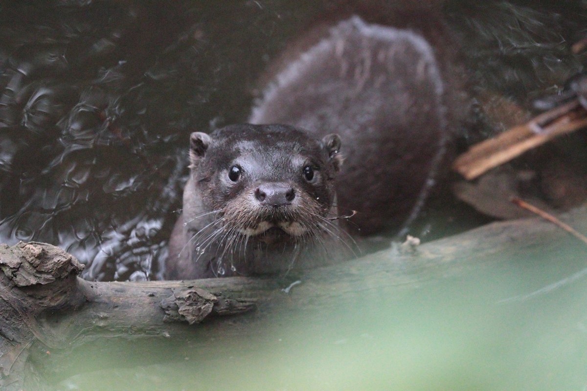 AllanChard's tweet photo. Amazing views of an Otter at Eastville Park this morning https://t.co/FoQPhBxXqy