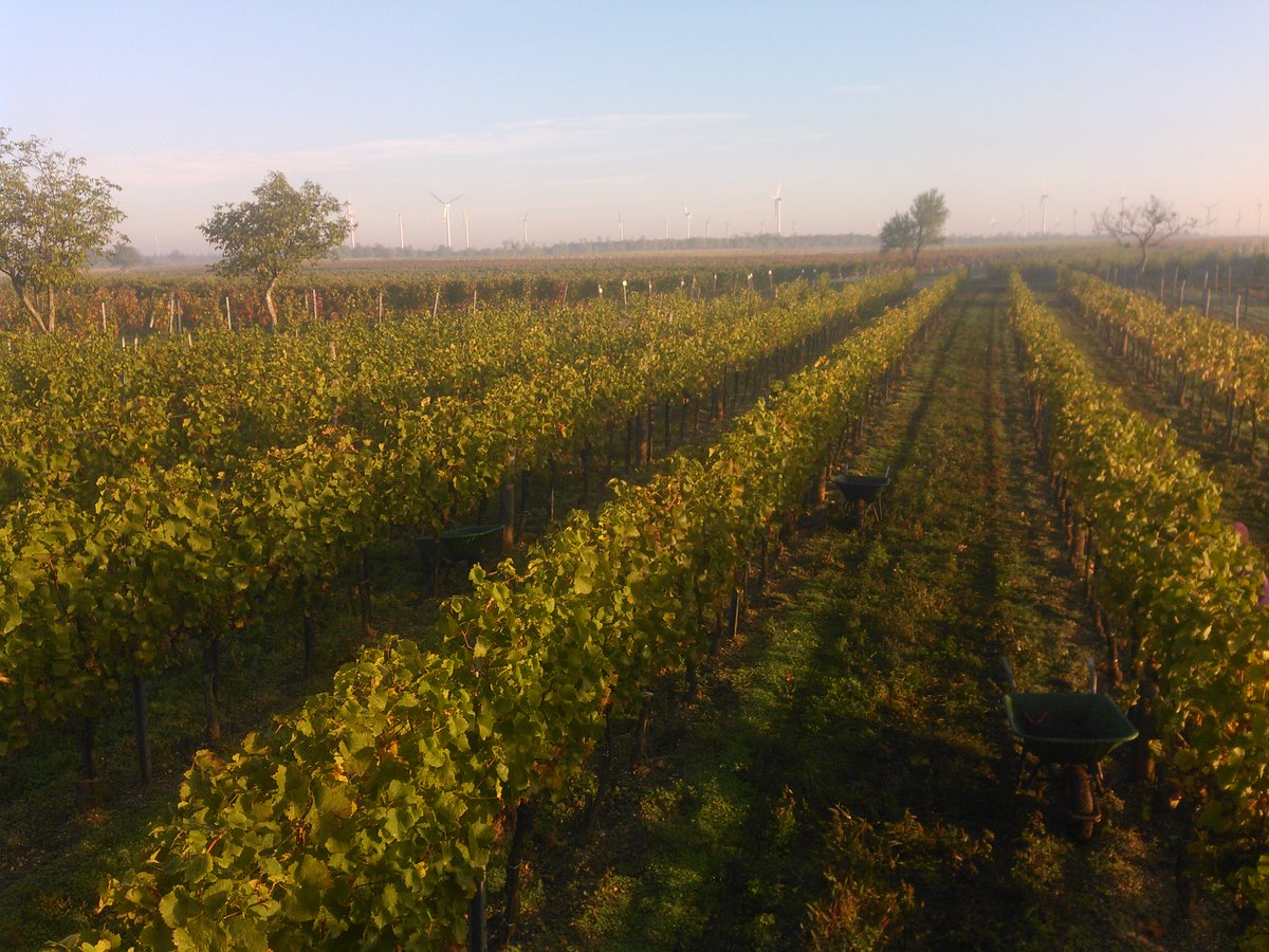 sunnywines's tweet photo. Letzte Trauben, #Ernte2017 ist vorbei / Last Grapes, #harvest17 is now over
#Cabernet #party https://t.co/tSi5IYc12G