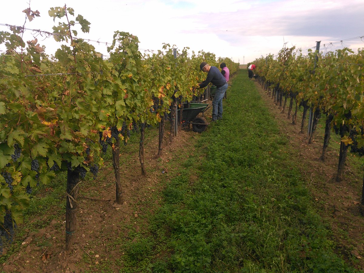 sunnywines's tweet photo. Letzte Trauben, #Ernte2017 ist vorbei / Last Grapes, #harvest17 is now over
#Cabernet #party https://t.co/tSi5IYc12G