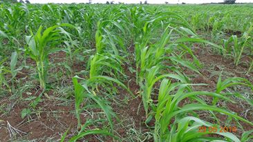 Africanreliefse's tweet photo. To rehabilitate canals and  invest agriculture in #Somalia is the best solution to fight famine,food insecurity,malnutrition.#Call2ActionFF https://t.co/lsbExkbJcj