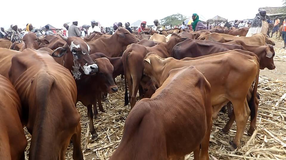 Africanreliefse's tweet photo. To rehabilitate canals and  invest agriculture in #Somalia is the best solution to fight famine,food insecurity,malnutrition.#Call2ActionFF https://t.co/lsbExkbJcj