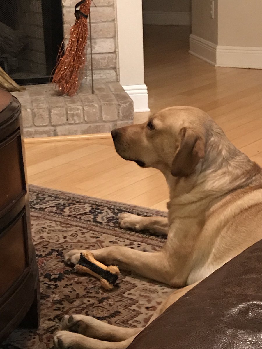 Timber says relax and watch your favorite team this weekend. However, he doesn’t seem to get the concept of high fives for some reason!