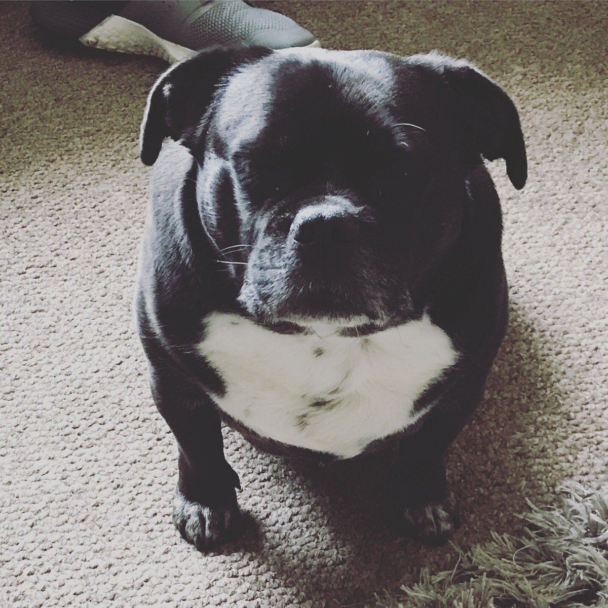 OfficialSamira's tweet photo. I think he is meditating or just over tired 😴 😂😂😂😂😂😂😂😂 as he's had his eyes shut for a while!!!
#meditation #mindfulness #frenchie   💓💓💓💓💓 x https://t.co/MkwPVKLmWO