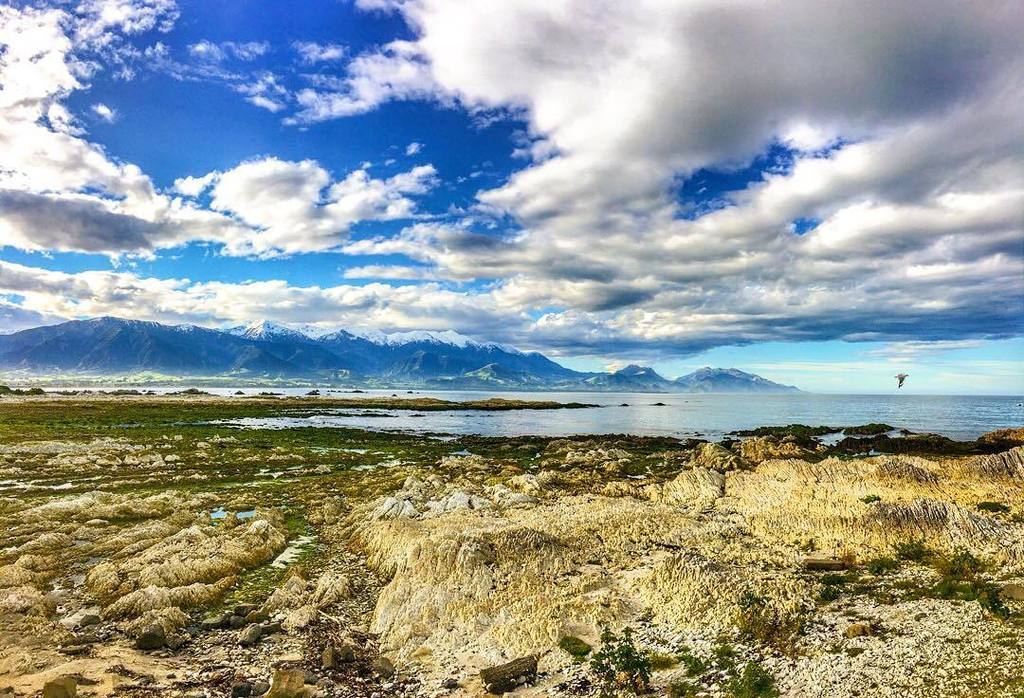 dspe's tweet photo. Kaikoura is « da » place to see some whales, seagulls, dolphins.. amazing views
#newzealand #nzmustdo #travel #photo #ig_newzealand #ignew… https://t.co/E9W4b92b8s