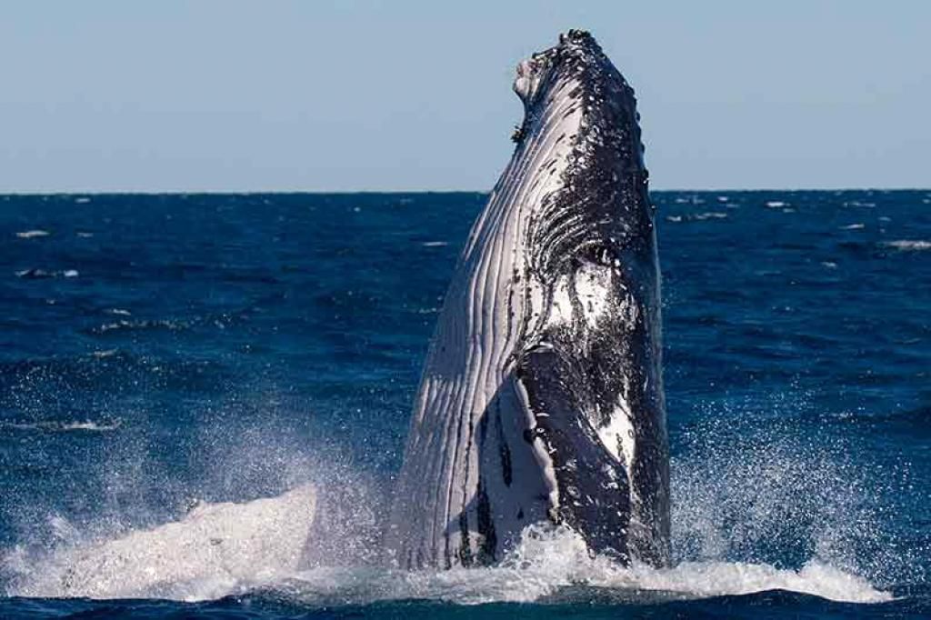 Wandergo_App's tweet photo. Whales Ahoy! Pacific Whale Foundation Whale Watch in Hervey Bay https://t.co/rZXYzvxTqu @travel2next #visitfrasercoast https://t.co/qspehJXgEi