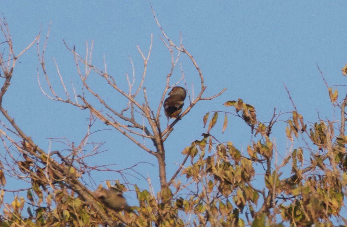13.10.17 
5 ex. de durbec (Coccothraustes coccothraustes) al parc de Can Solei i Ca l'Arnús #badalona (1a citació personal) #naturaurbana