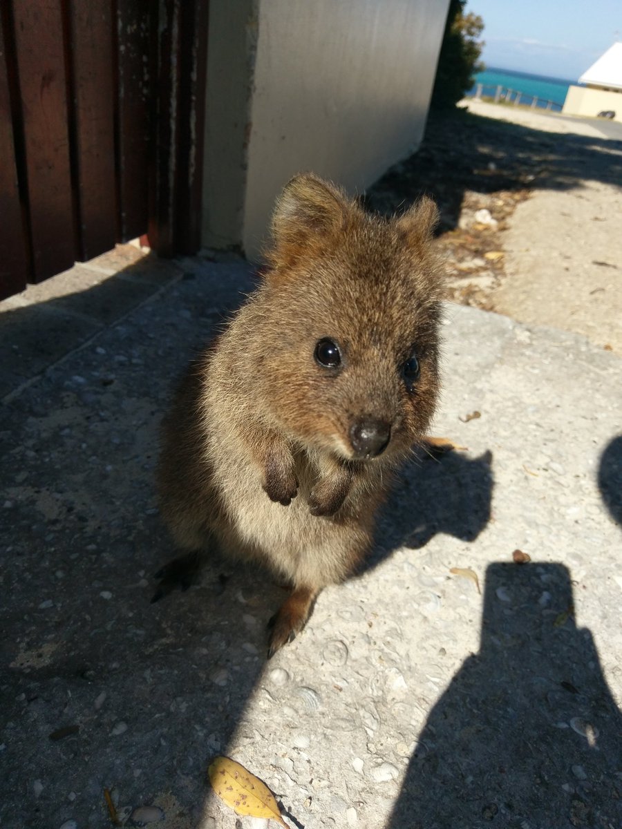 egCPB's tweet photo. Hey Buddy. #Quokka #Rottnest https://t.co/Kjz4pIHAkS