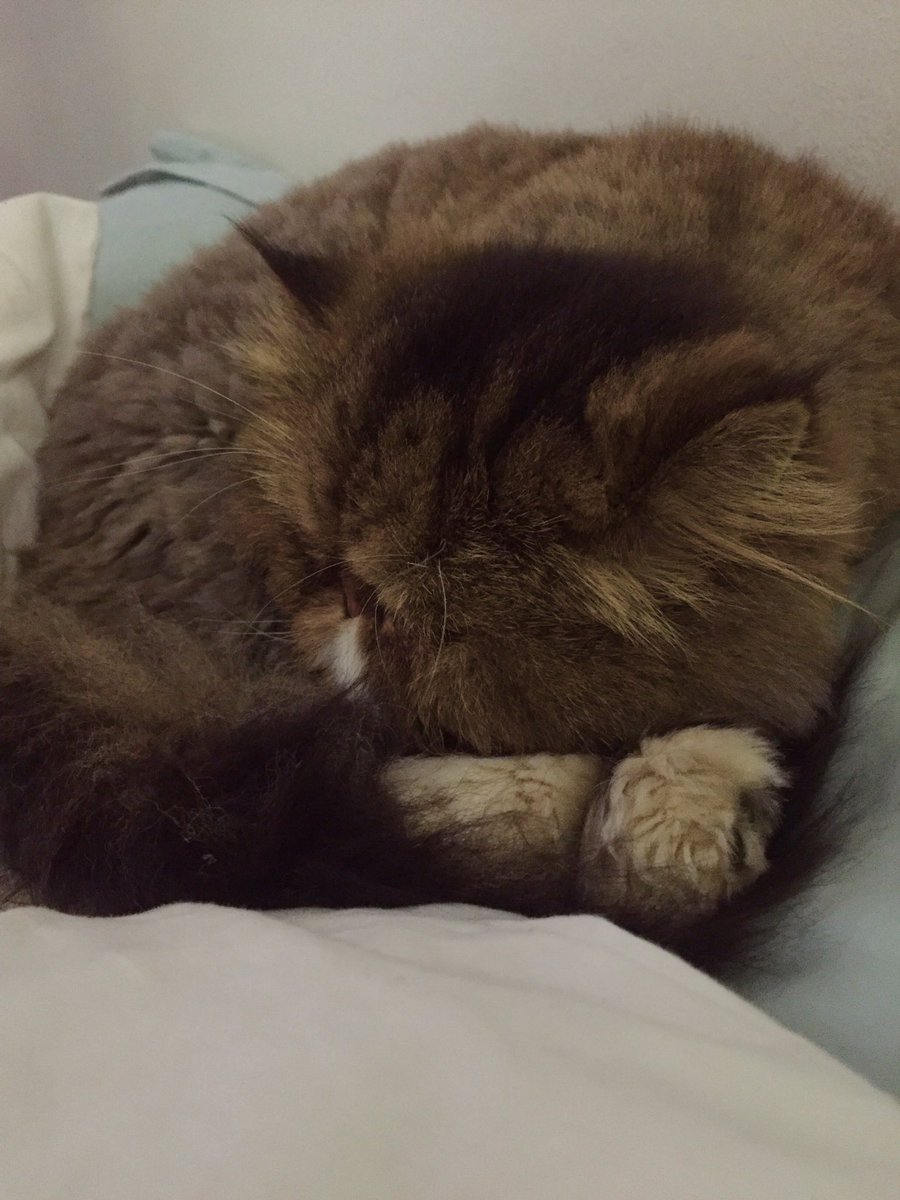 Audisbakehouse's tweet photo. So I've acquired a new sleeping buddy to add to these beautiful pekingenese . Meet Gysmo the Persian cat. Boy can he snore for SA 😂🤣 https://t.co/KW2fQnjreK