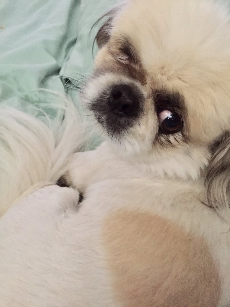 Audisbakehouse's tweet photo. So I've acquired a new sleeping buddy to add to these beautiful pekingenese . Meet Gysmo the Persian cat. Boy can he snore for SA 😂🤣 https://t.co/KW2fQnjreK