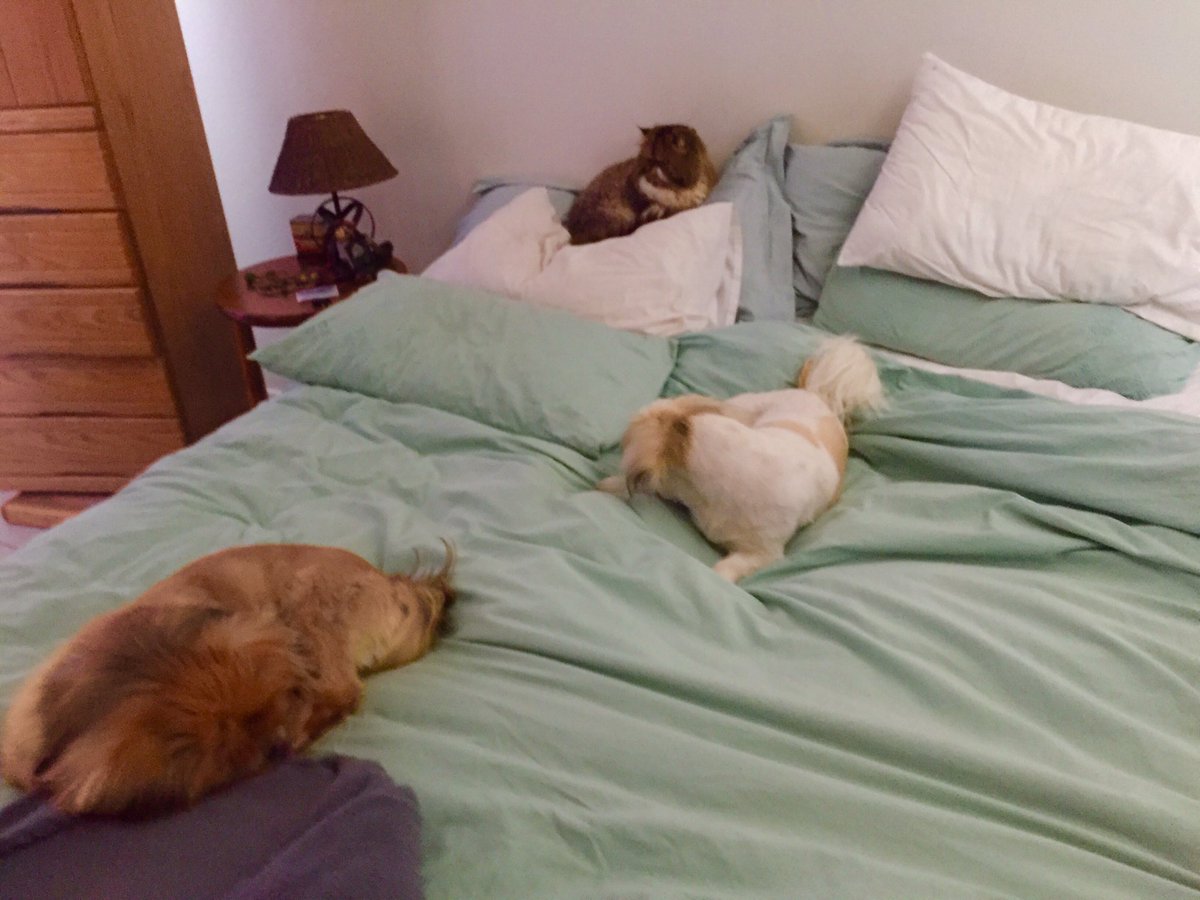 Audisbakehouse's tweet photo. So I've acquired a new sleeping buddy to add to these beautiful pekingenese . Meet Gysmo the Persian cat. Boy can he snore for SA 😂🤣 https://t.co/KW2fQnjreK