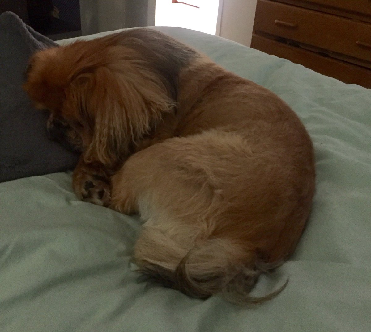 Audisbakehouse's tweet photo. So I've acquired a new sleeping buddy to add to these beautiful pekingenese . Meet Gysmo the Persian cat. Boy can he snore for SA 😂🤣 https://t.co/KW2fQnjreK