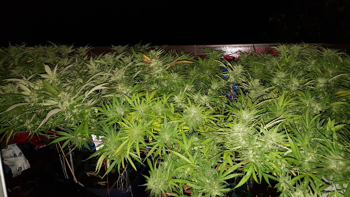 Vatfaires's tweet photo. Harvest soon guys 👨‍🌾🍾🥂 https://t.co/ZSaWHI1hTz