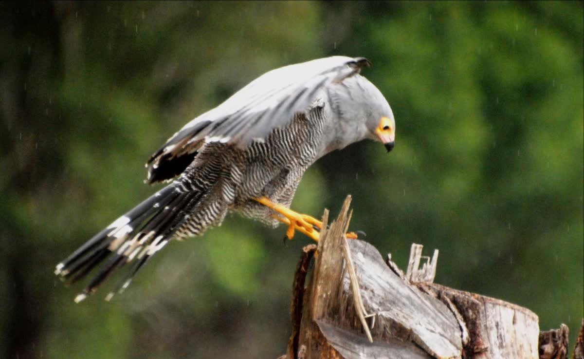 Lalibela GameReserve tweet media