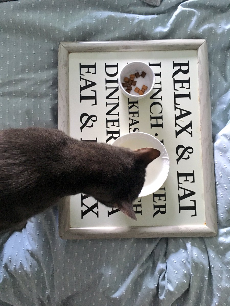 Standard weekend at my parents house...the cat gets breakfast in bed.