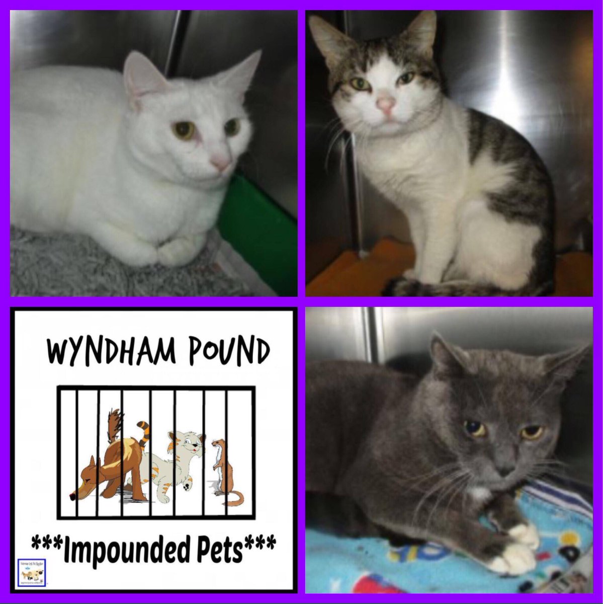 ALPR_Lost_Pets's tweet photo. IMPOUNDED–PETS-@LostDogsHome-NORTH MELBOURNE(WYNDHAM POUND SERVICE)
#DogsOfTwitter
#CatsOfTwitter
#VictoriaAustralia https://t.co/UfkmVCd778 https://t.co/vNhIhlgjHx