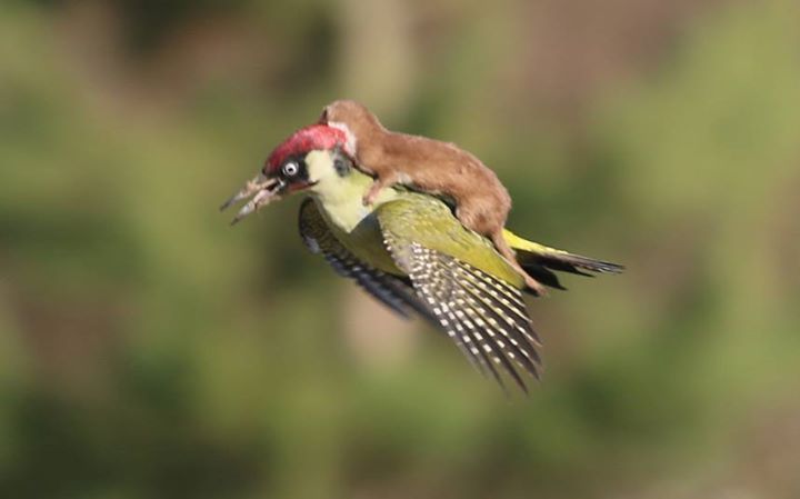 Ecogranjero's tweet photo. La imagen q sorprendió al mundo:una comadreja sobre un pájaro carpintero
ph:Martin-Le May; Hornchurch Country,Londres https://t.co/hRGXnpEDkM