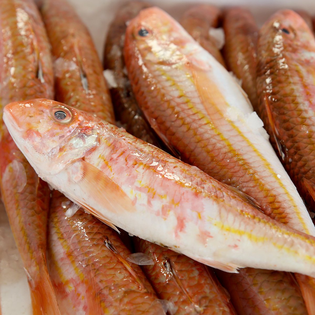LudovicTurac's tweet photo. Parce que la Mer Méditerranée est généreuse, on en profite ! #LuluDuVieuxPort #Rouget #ProduitDeLaMer #UneTableAuSud https://t.co/X65tLKpgZR