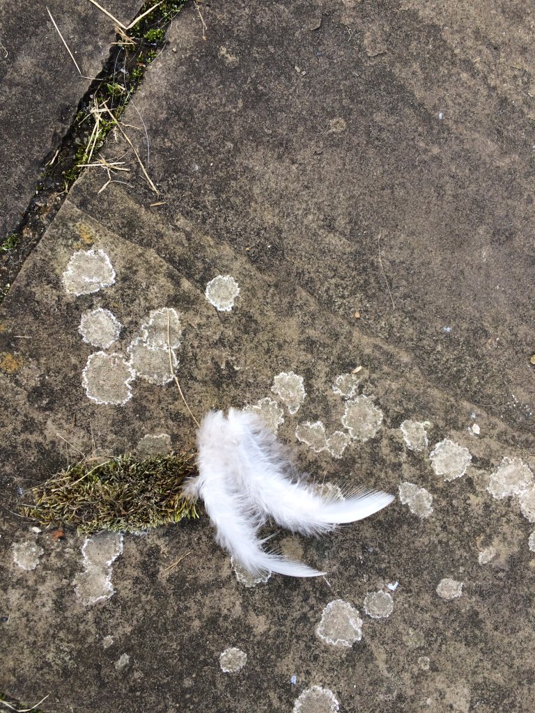 MerryckDog's tweet photo. @AngelPosseOTRB I sent these to lie where I used to lie on the patio. Mum saw them two days after I passed over. https://t.co/pInYIuaYcx