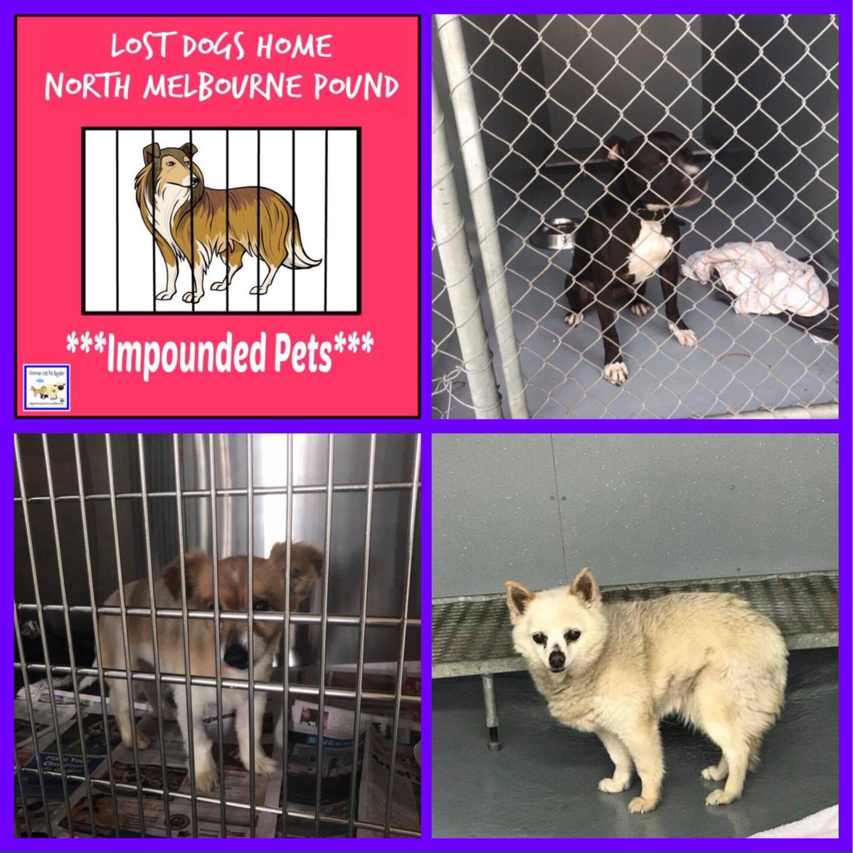 ALPR_Lost_Pets's tweet photo. IMPOUNDED–PETS-@LostDogsHome-NORTH MELBOURNE(@HobsonsBayCC)
#DogsOfTwitter
#CatsOfTwitter
#VictoriaAustralia
https://t.co/rAqXnGTDAX https://t.co/k8JpENiWoW