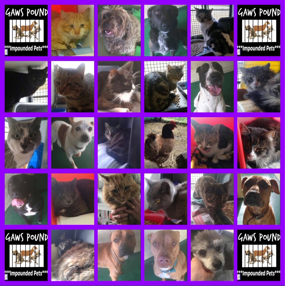ALPR_Lost_Pets's tweet photo. IMPOUNDED - PETS - GAWS POUND
#DogsOfTwitter
#CatsOfTwitter
#VictoriaAustralia https://t.co/lm3p5XwRqq https://t.co/QduPbr0Jxc