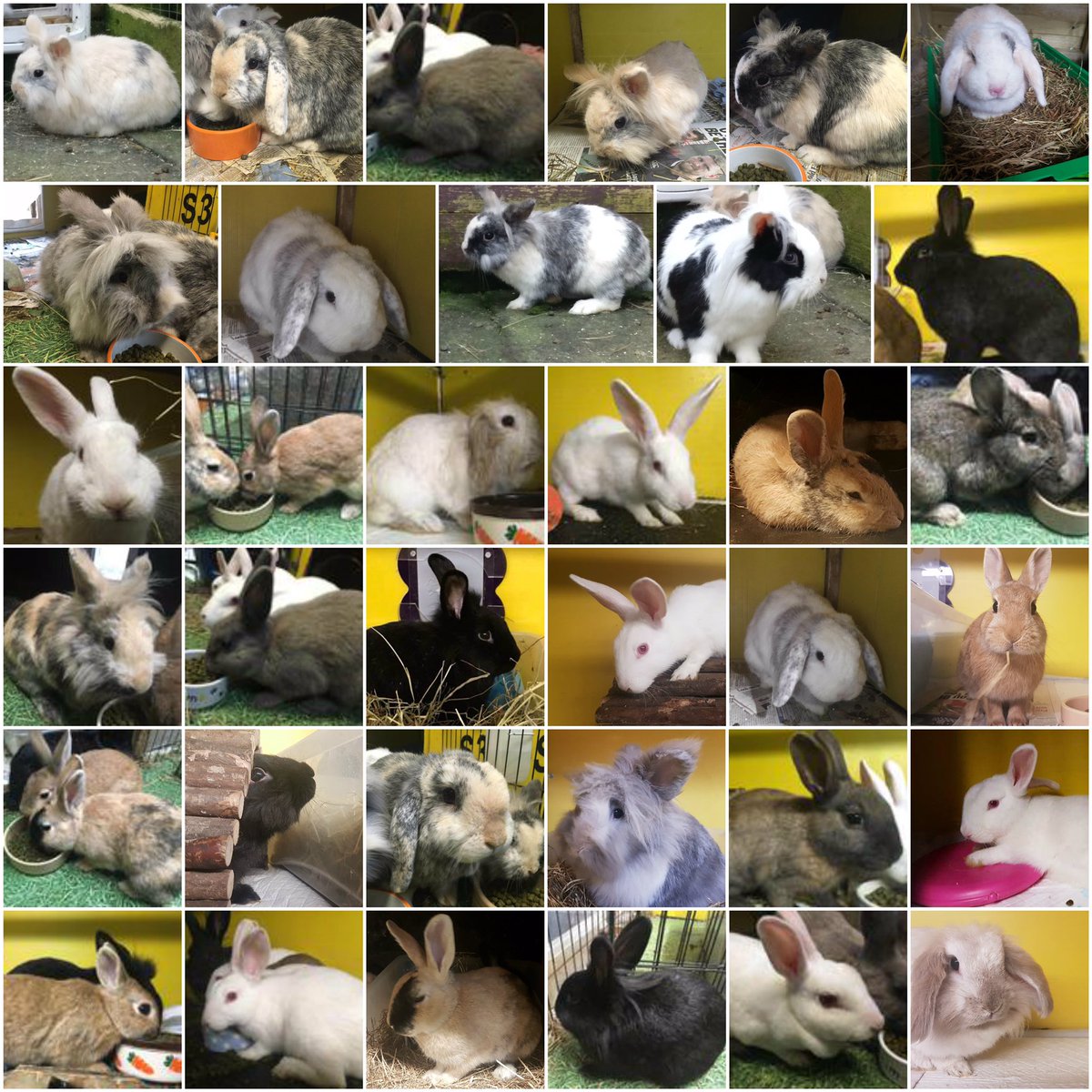 BryceLorna's tweet photo. A large rescue case for @FairlyBeloved, a 100% volunteer managed charity. Please #donate if you can https://t.co/o37LhOjprb https://t.co/1fqZdxCTtc