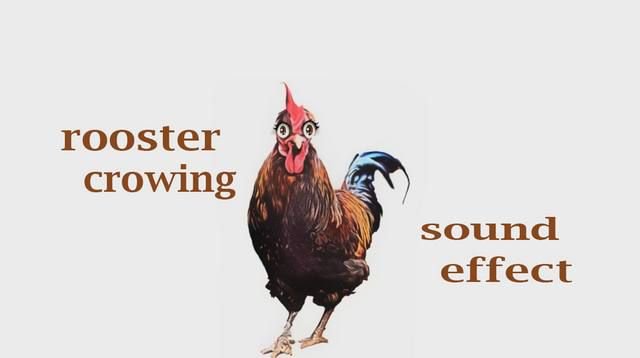 tramp963's tweet photo. #How A #Rooster #Crowing - Sound Effect - #Animation
#RoosterVideo #forKids
https://t.co/Uc31y5080p https://t.co/wiPZyhUl5E