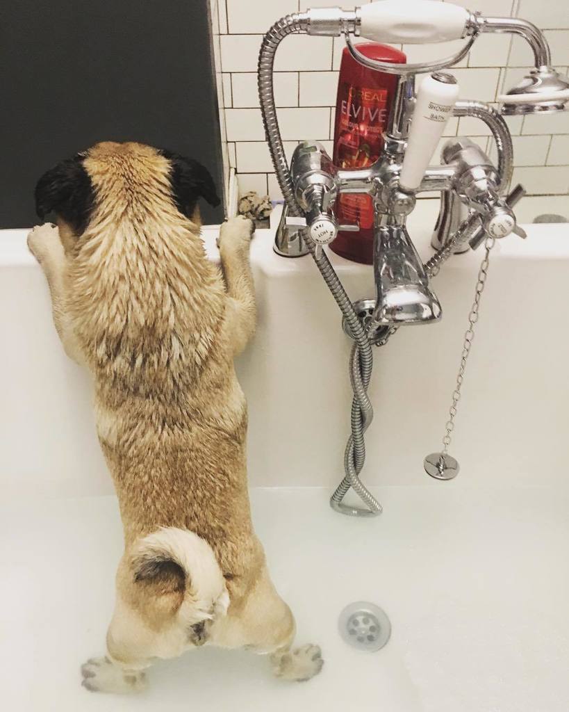 dougiepuggie_'s tweet photo. "Small dog problems..." #getmeoutofhere #becauseimworthit #puginatub #pugsnotdrugs #puglife #pug https://t.co/QHPVDh3vRC https://t.co/pRNNnY6RT0