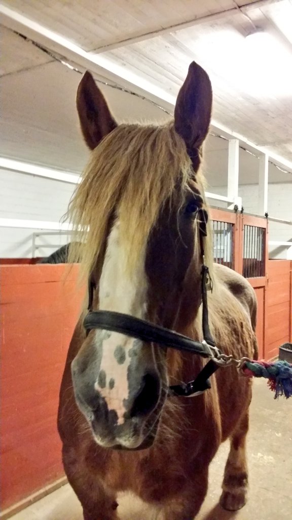 cehrnell's tweet photo. En betydligt piggare Grand Joli 🐎 denna helgen jämfört med förra ☺👍💜

#Ardenner https://t.co/e50BAMZMUA