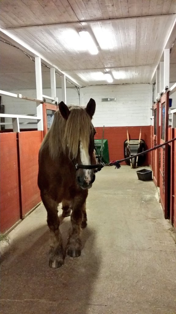 cehrnell's tweet photo. En betydligt piggare Grand Joli 🐎 denna helgen jämfört med förra ☺👍💜

#Ardenner https://t.co/e50BAMZMUA