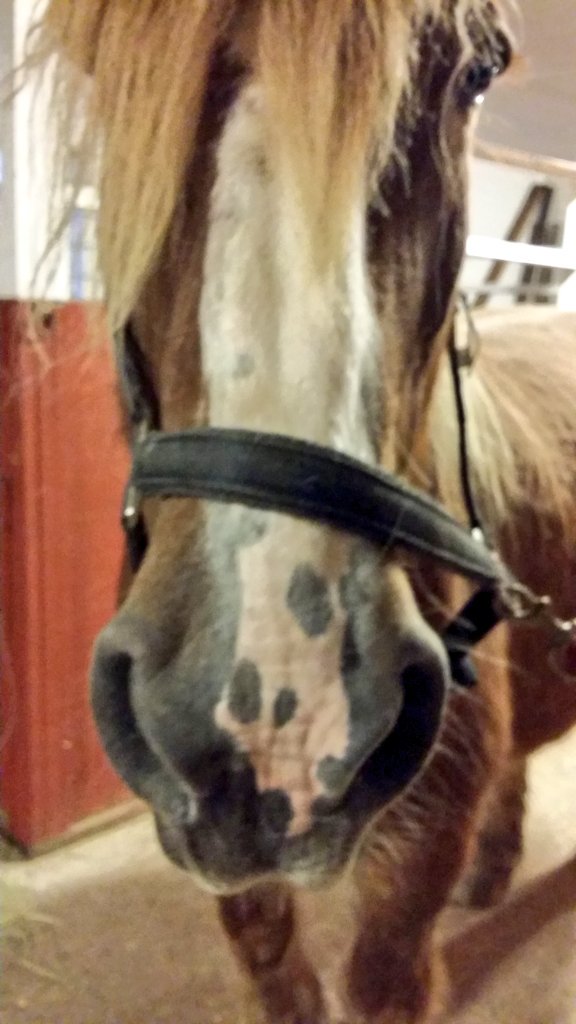 cehrnell's tweet photo. En betydligt piggare Grand Joli 🐎 denna helgen jämfört med förra ☺👍💜

#Ardenner https://t.co/e50BAMZMUA