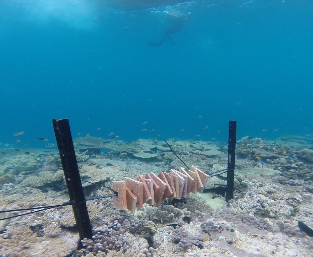 hannah_eps's tweet photo. Phase 2 underway - #coral recruits successfully settled and transplanted! Next up, #microbiome sampling. https://t.co/Lo6CFgYqbi