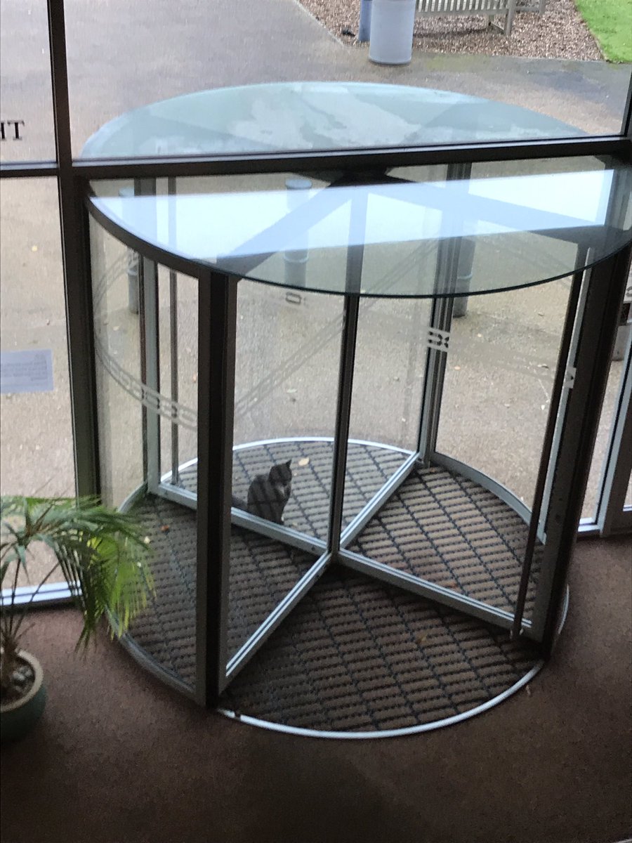 InaCorina's tweet photo. Saturday morning and Percy the cat is waiting to be let inside the School. https://t.co/kCqKLhJSCE