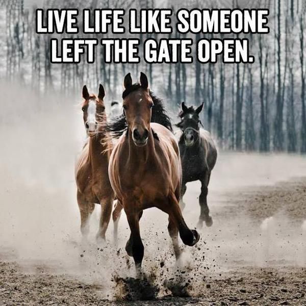 Please donate. Horses make great therapy. bit.ly/1RH93i8
