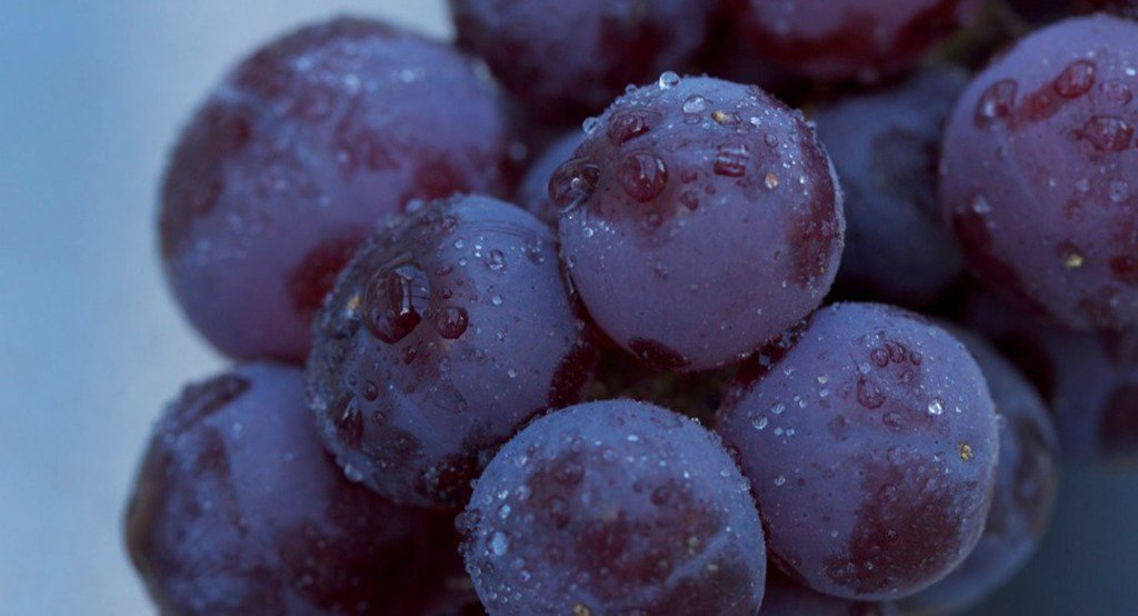 Look at relations between #grape #ripening and #climate sco.lt/6Zv9Tl